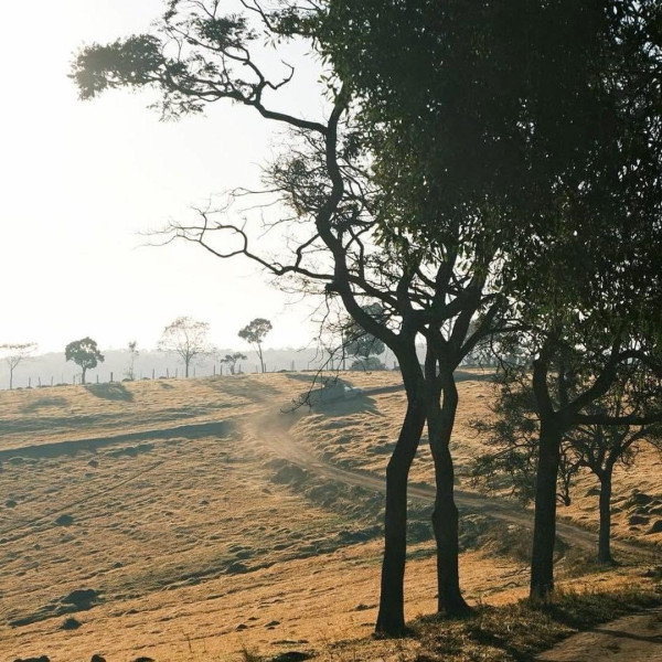 Кава ISLA в зернах, моносорт Бразилія Minas Gerais, 200 г (00001844)